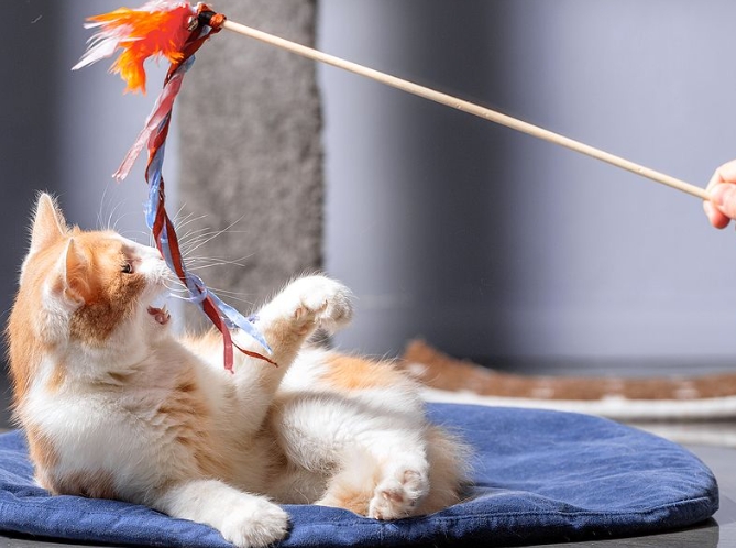 cat toys