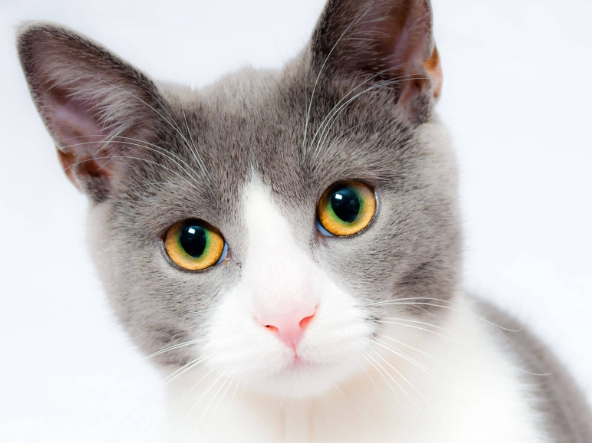 cats for adoption