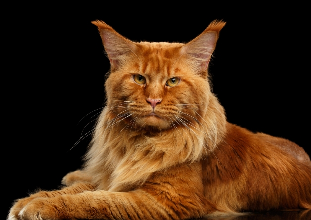 maine coon kittens for sale