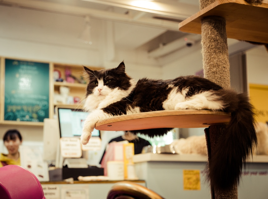 cat cafe