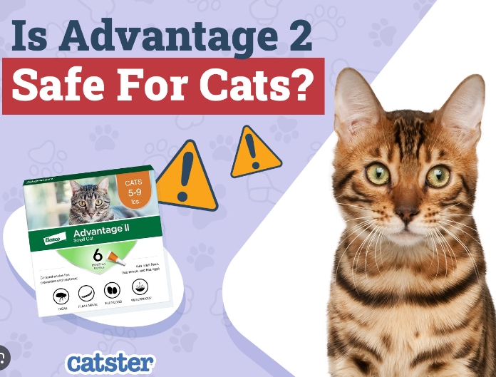 advantage for cats