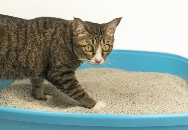 cat litter boxes