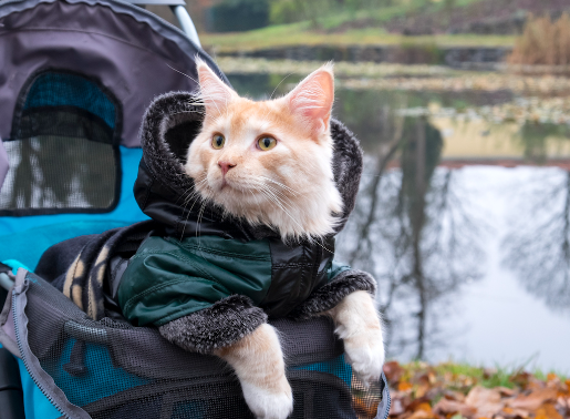 cat stroller