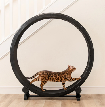 cat running wheel