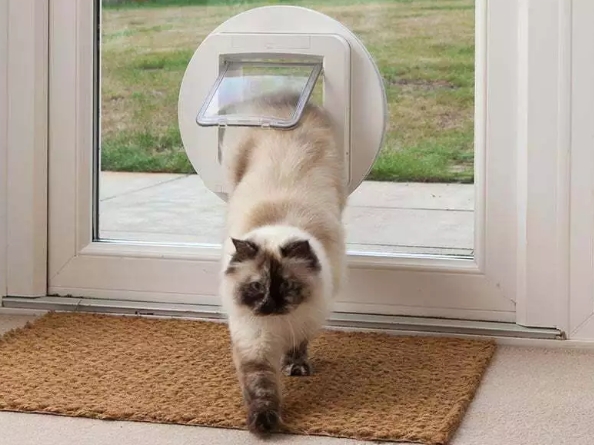 cat flap