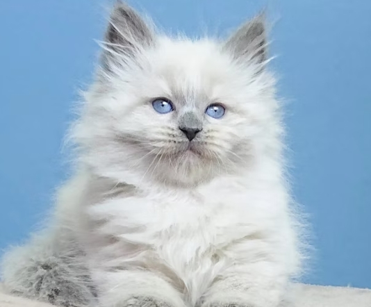 kittens for sale