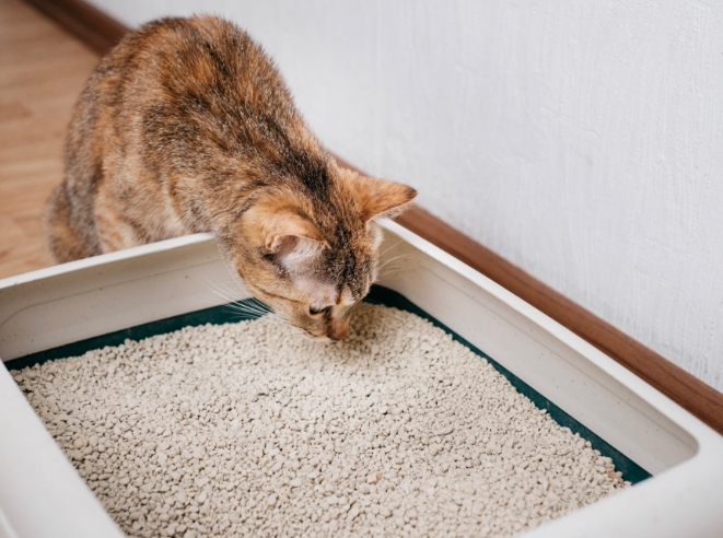 best litter for cats