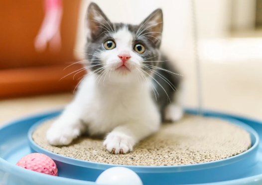 interactive cat toys