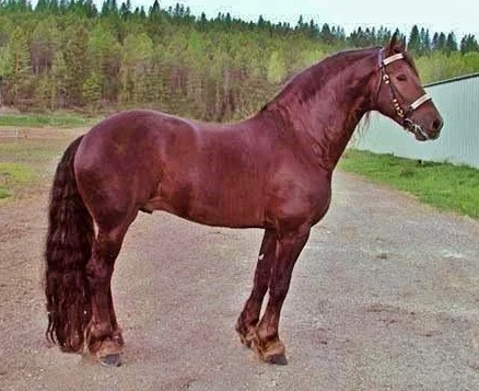 red friesian horse