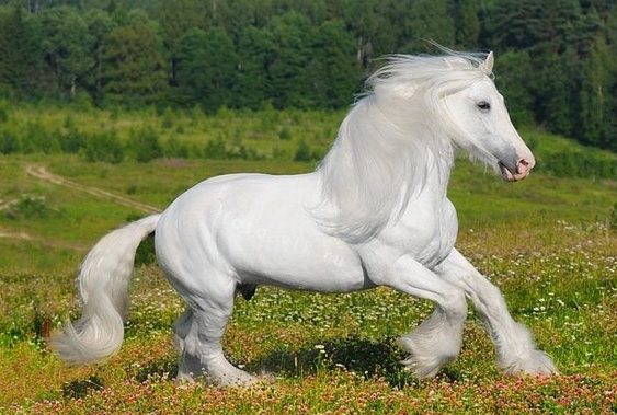 rare white friesian horse