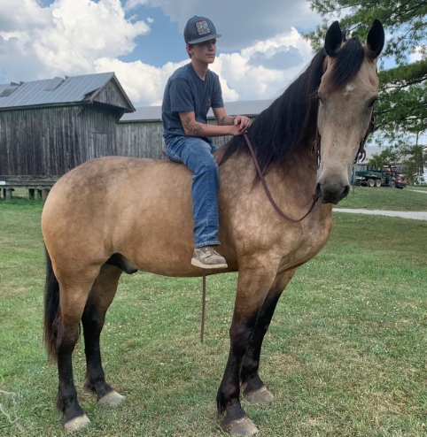 quarter horse x friesian