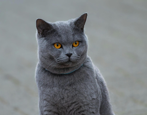 british shorthair