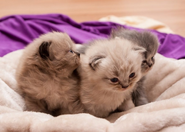 kittens for adoption