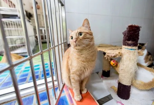 cat boarding
