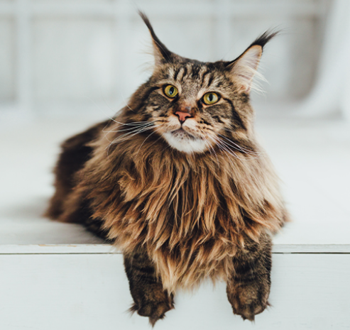 maine coon cats for sale