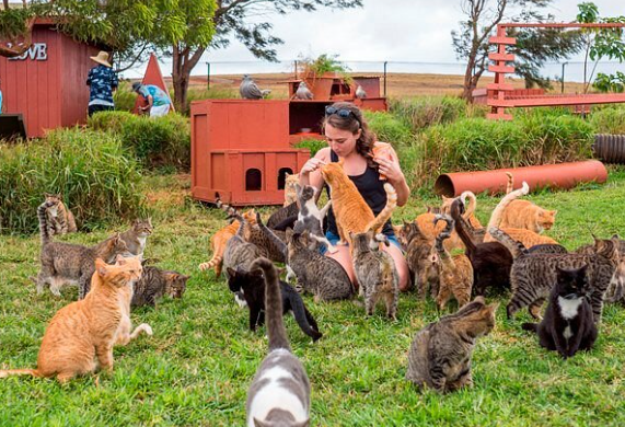 cat sanctuary