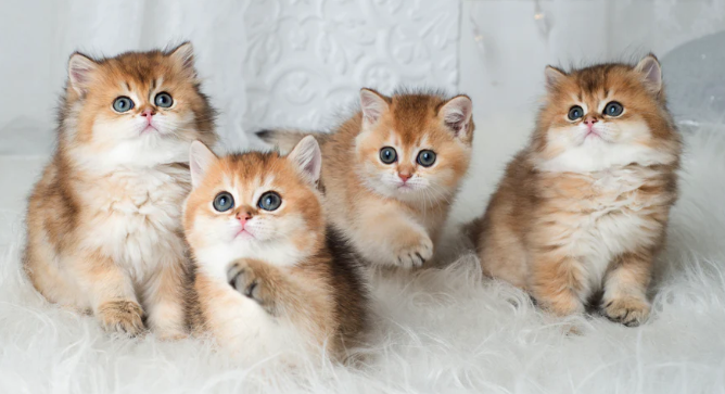 british shorthair kittens for sale