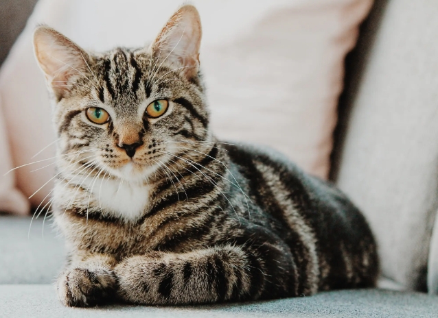 tabby