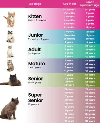 cat years to human years