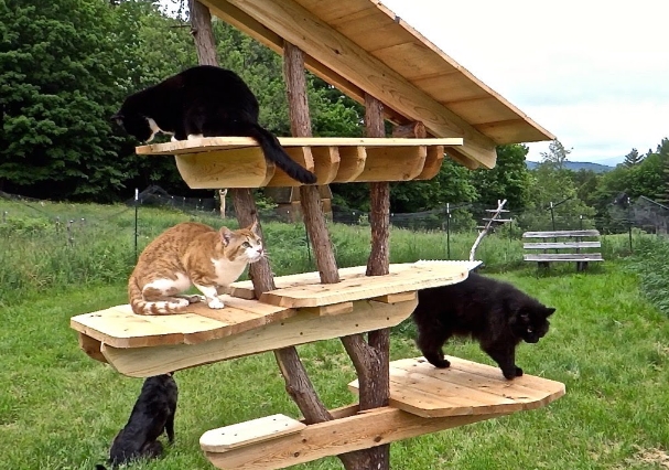 outdoor cat tree