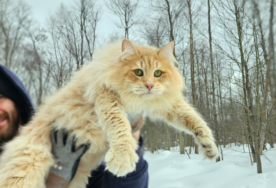 norwegian forest cat for sale
