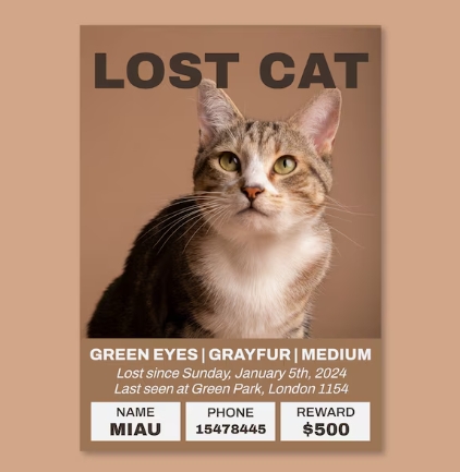 missing cat
