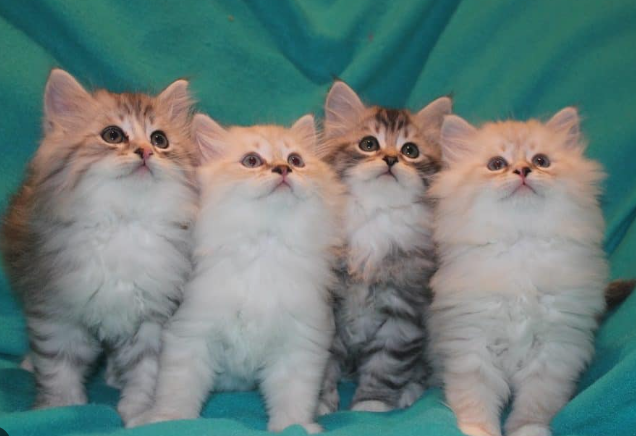 siberian cat for sale