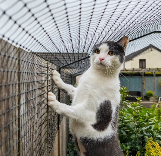 cat fence