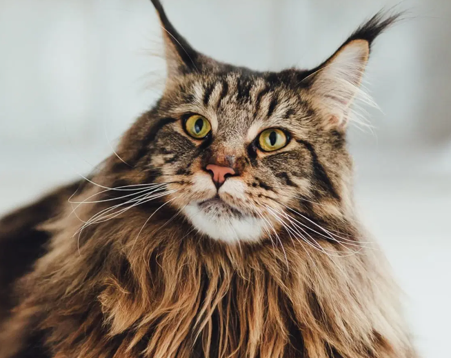 maine coon cat price