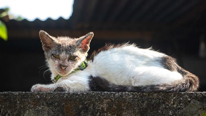 mange in cats