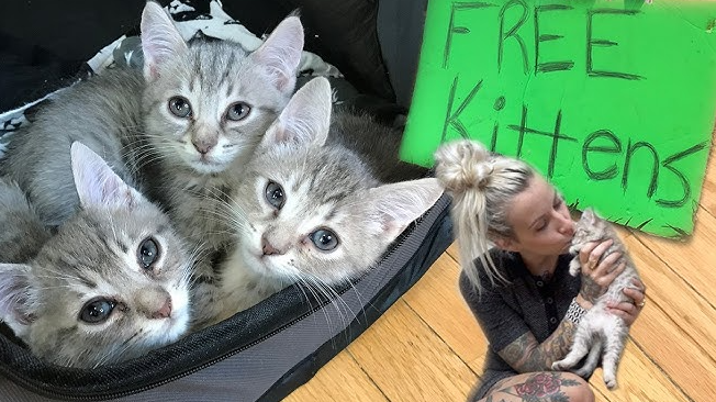 free cats