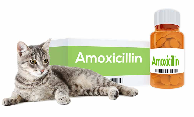 amoxicillin for cats