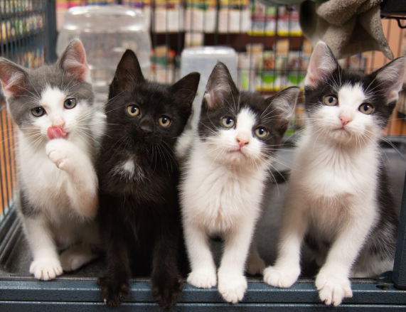 cat store