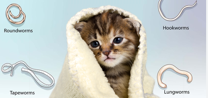 worms in cats