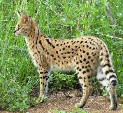 serval cat