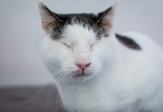 special cat