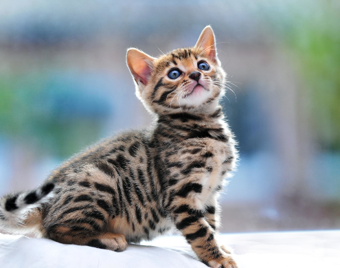 hypoallergenic cats for sale