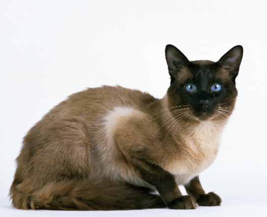 petfinder cats