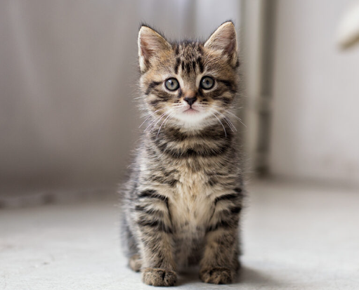 feline