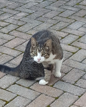 found cats near me