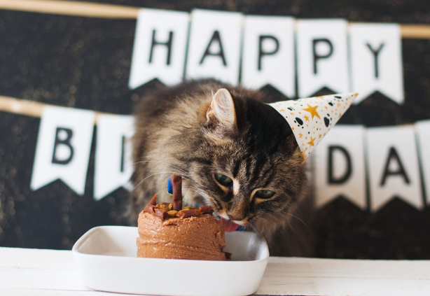 cat birthday