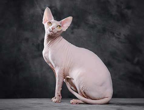 sphynx cat