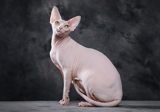 hairless cat