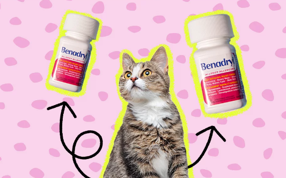 benadryl for cats