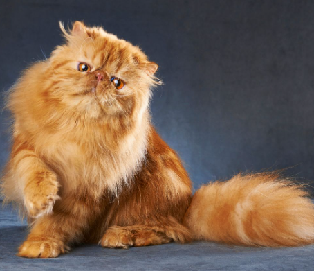 persian cat for sale