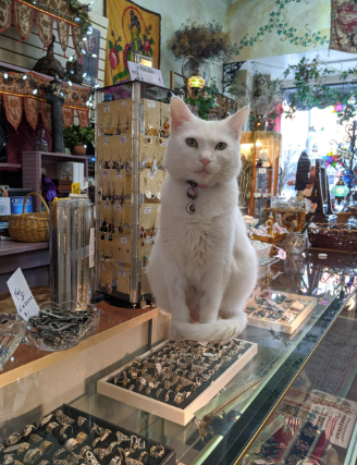 cat shop