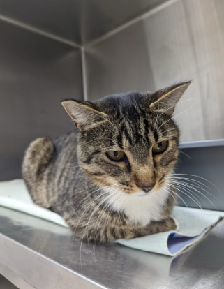 missing cats near me