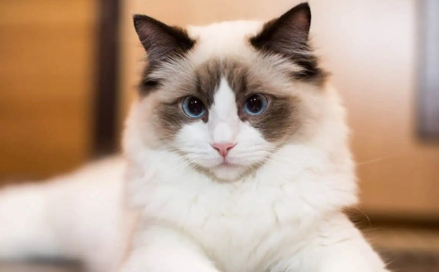 ragdoll cat