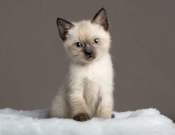 siamese cat