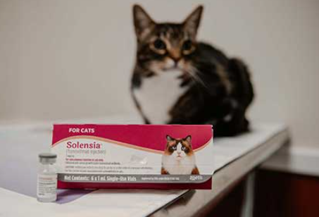 solensia for cats